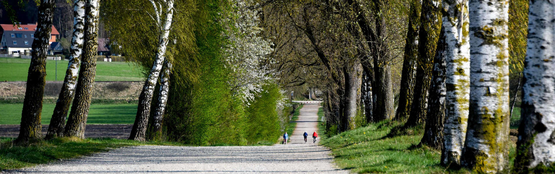 Allee von Geltendorf nach St. Ottilien