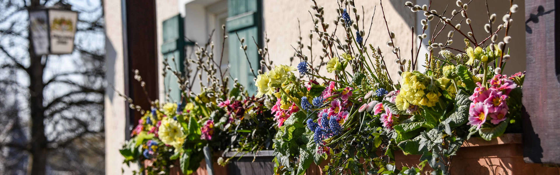 Frühlingsblumen an der Ritterschwemme Kaltenberg